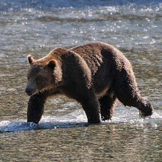 Bute Inlet - Brown bear